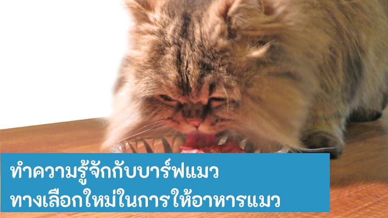 บทความ