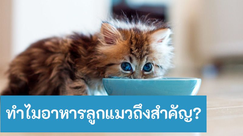 บทความ