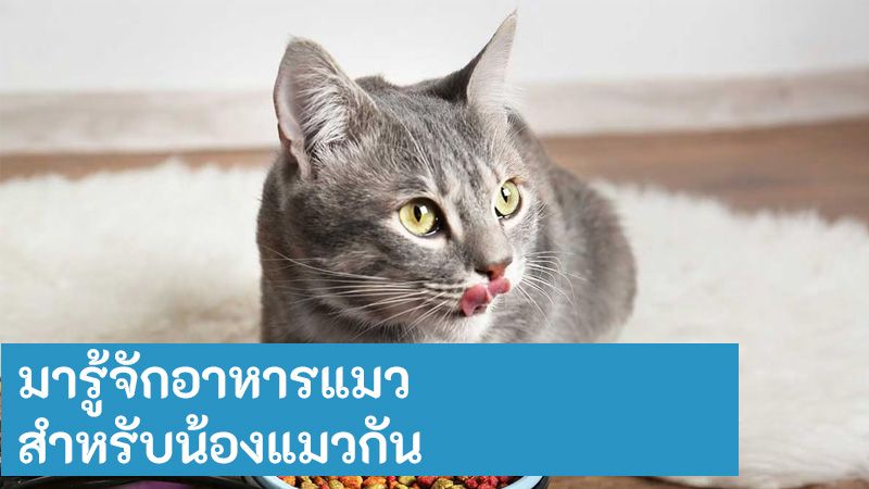 บทความ